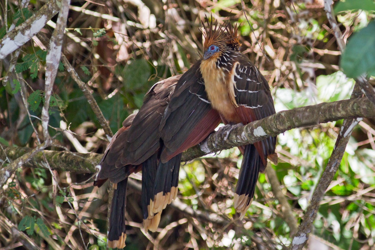 Three timid and one pose.