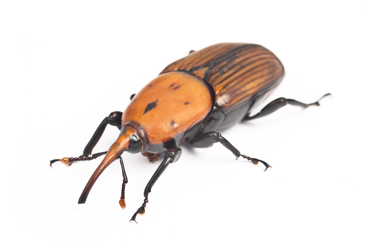 Punteruolo Rosso Rhynchophorus ferrugineus