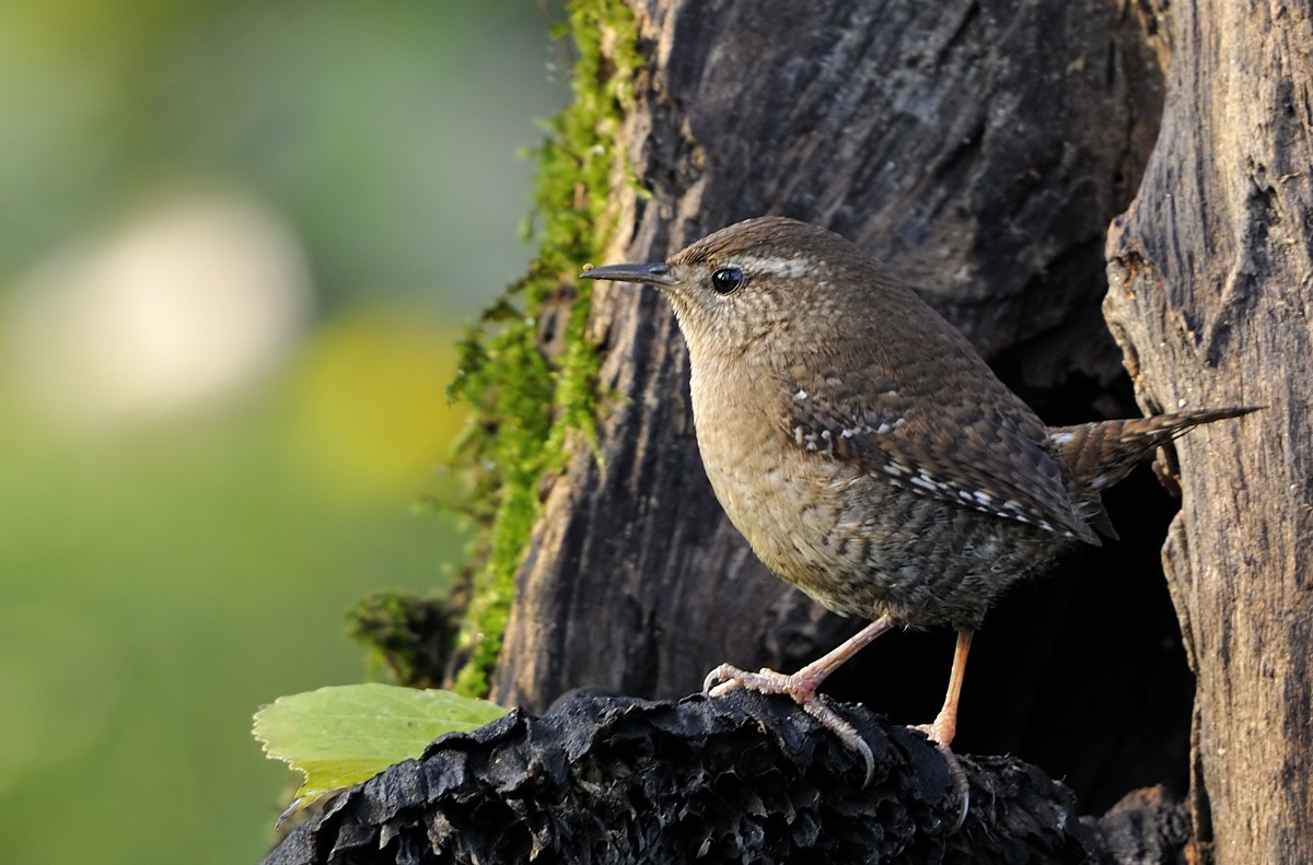 Wren.