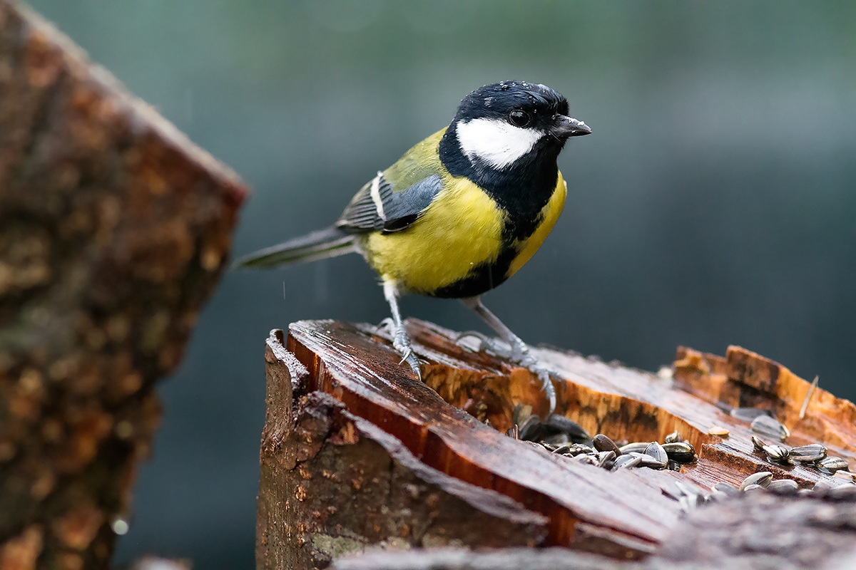 Great Tit