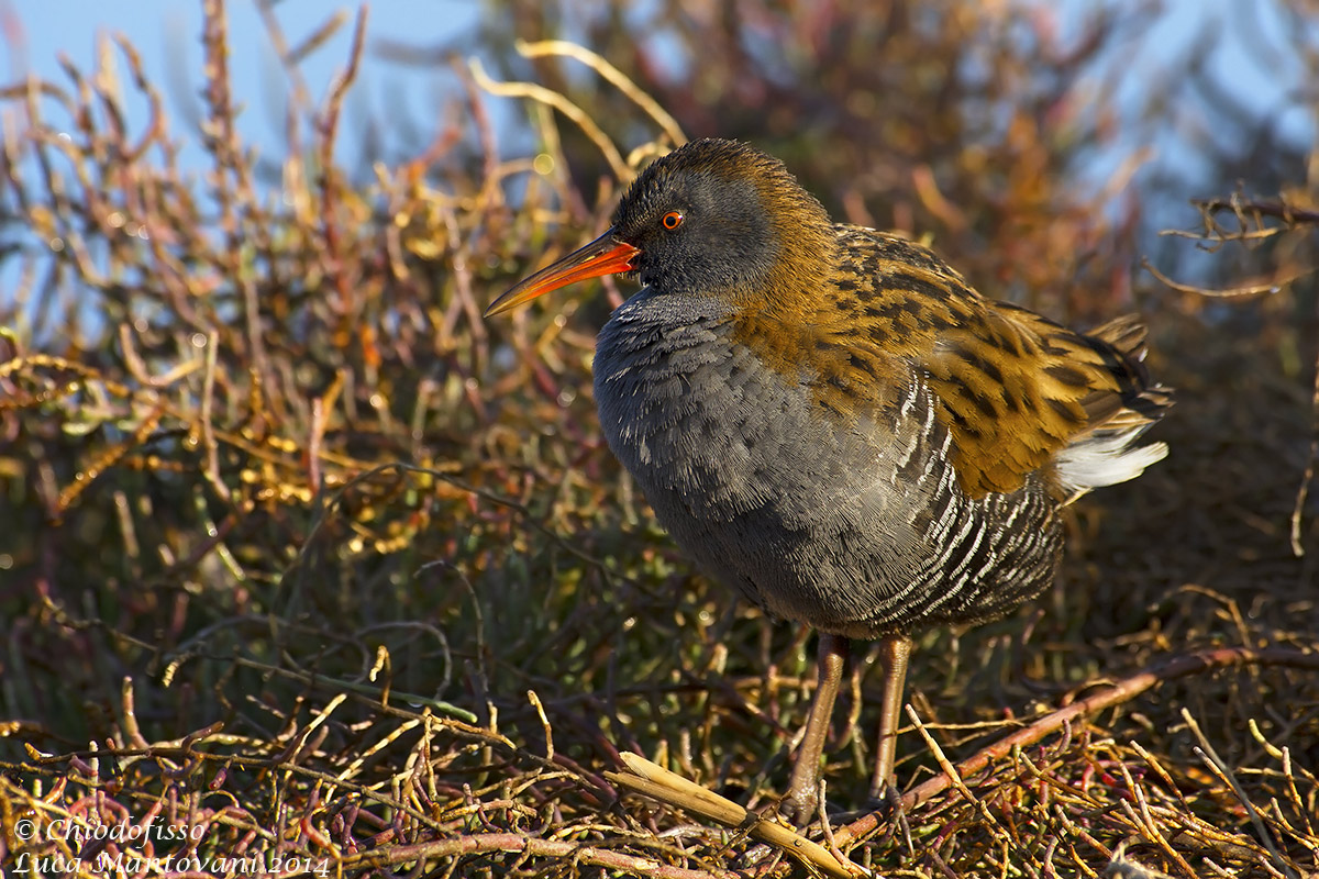 Porciglione sulla sponda della laguna