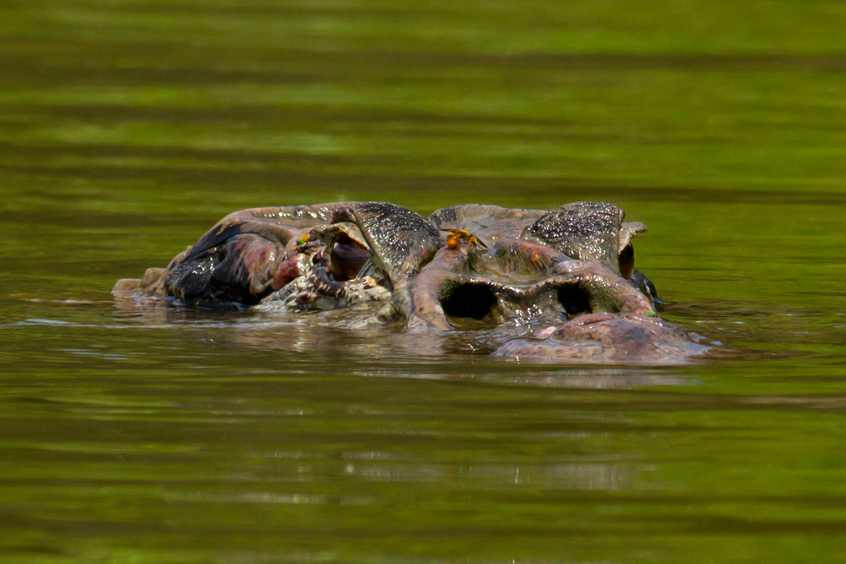 Caimano a pelo d'acqua
