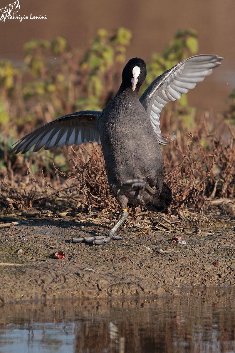 Il gioco della folaga