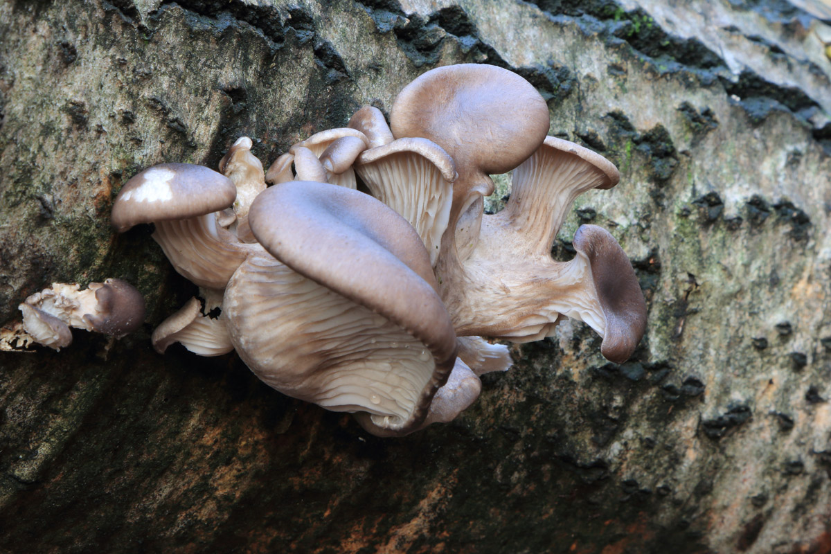 I funghi della befana