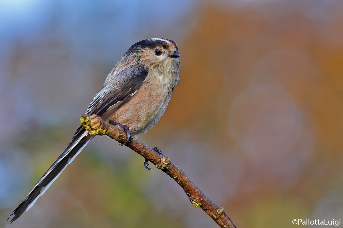 Codibugniolo (Aegithalos caudatus)
