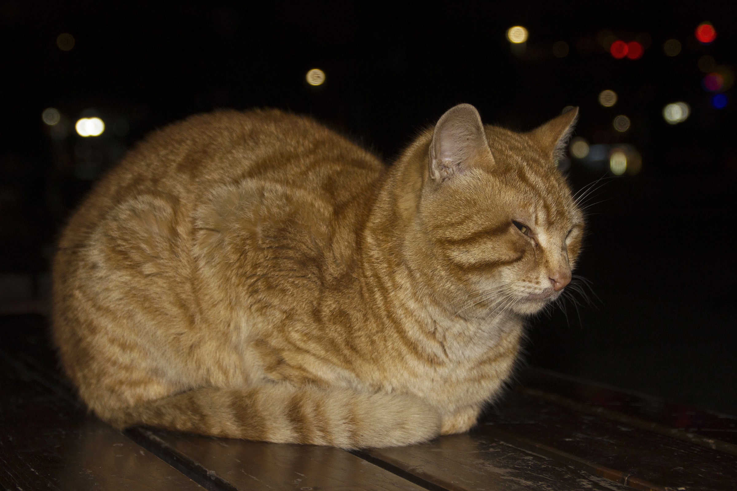 lurking in the night