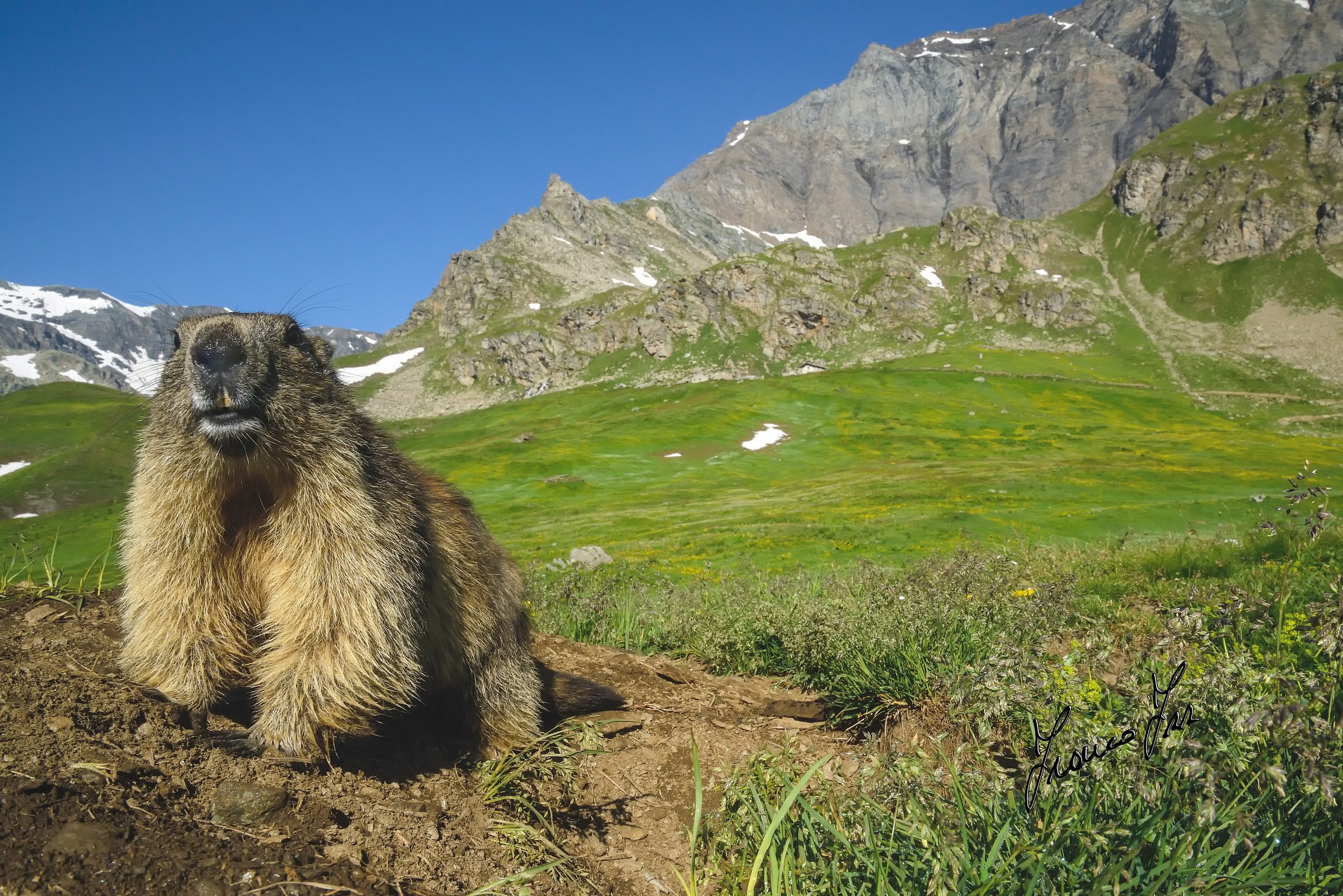 Marmotta