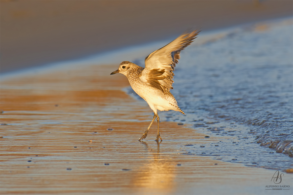 Black-bellied Plover
