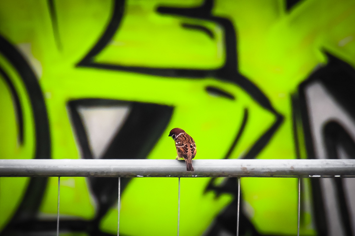 Sparrow urban