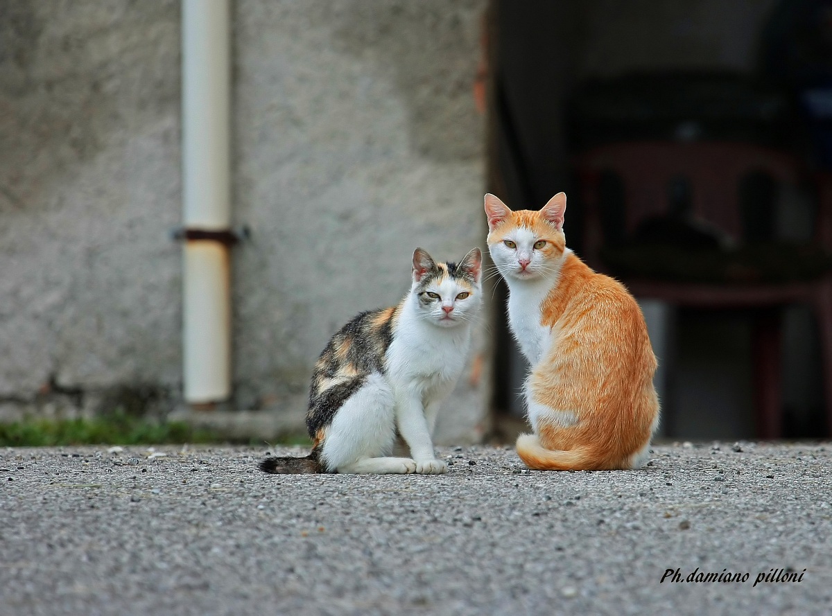 guardiani o guardoni!!