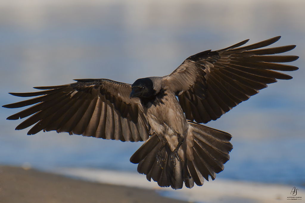 Grey Crow in Landing