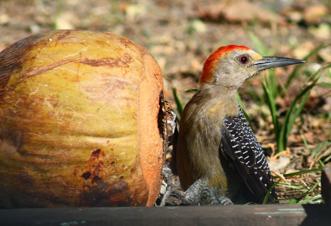 Pájaro carpintero en el Puerto de La Libertad