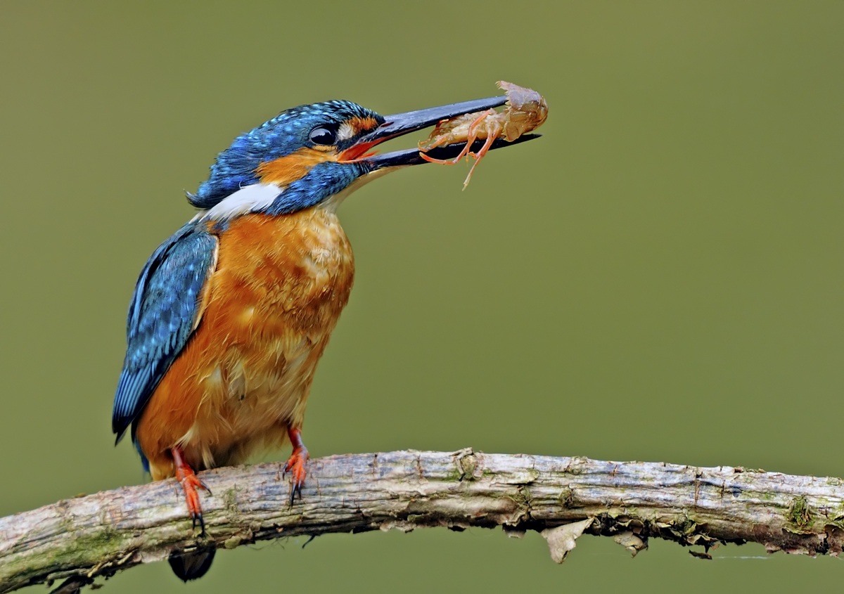 Gamberetti a pranzo..