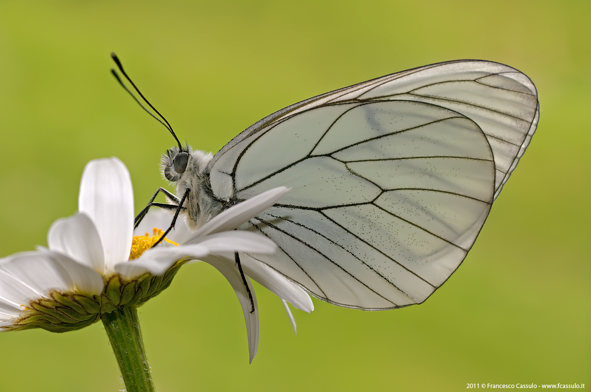 Aporia crataegi Linnaeus, 1758
