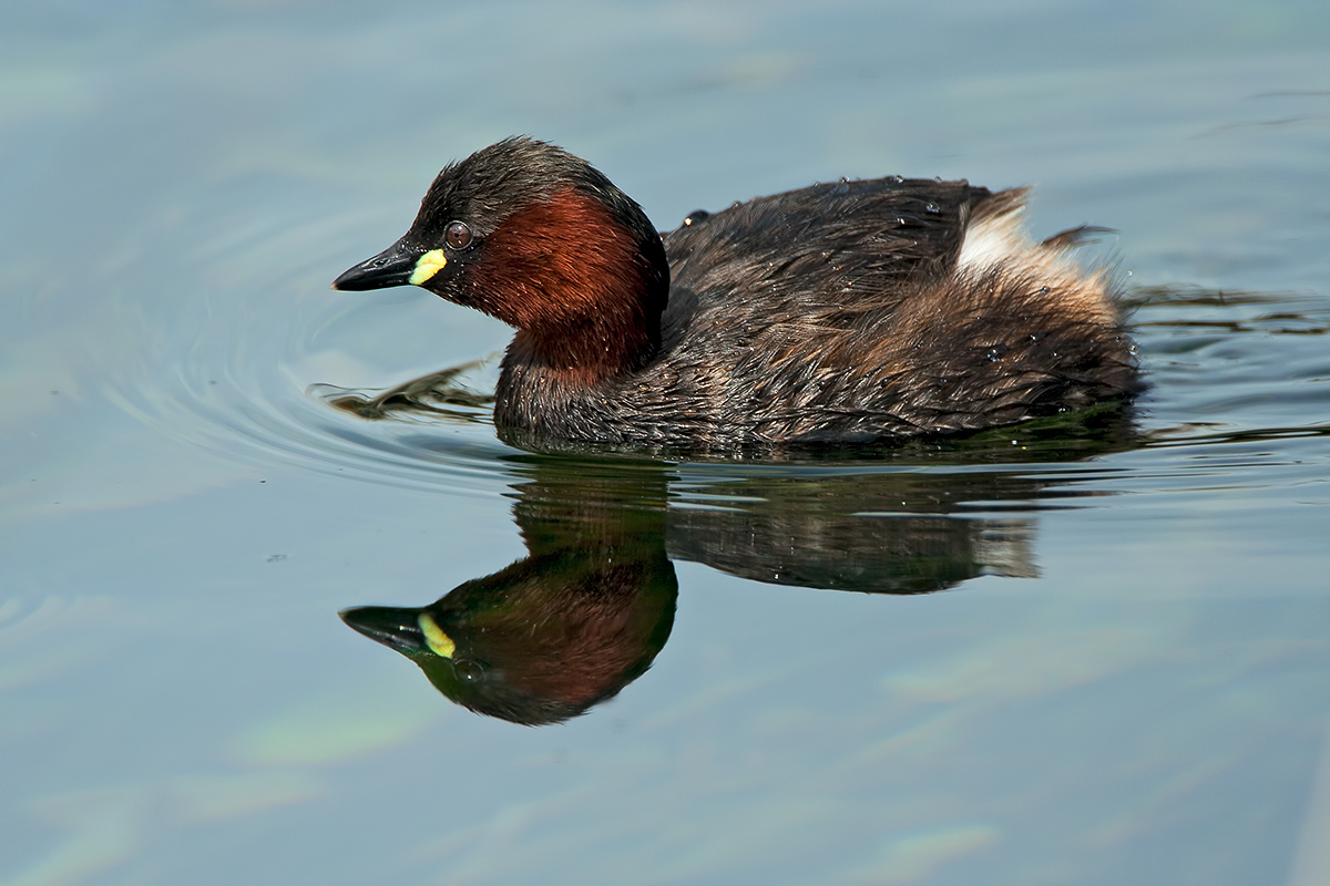 Little Grebe