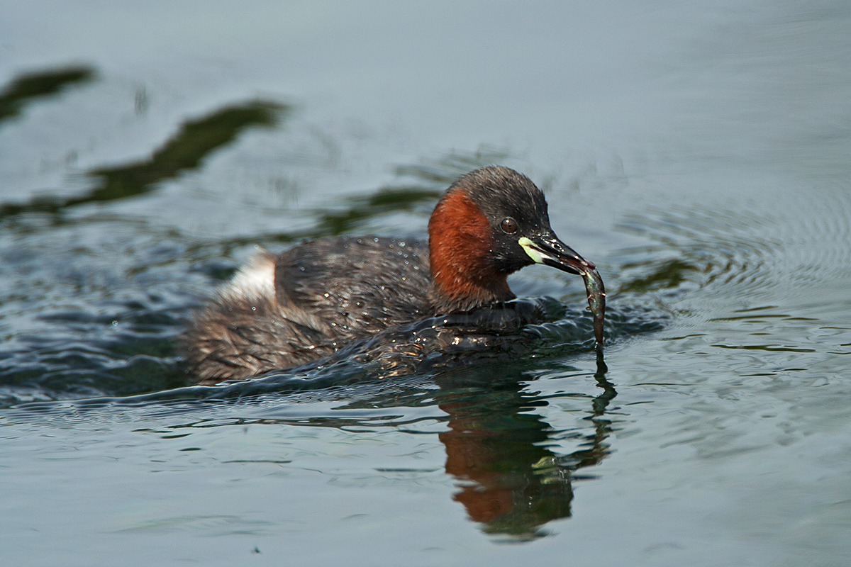 Little Grebe