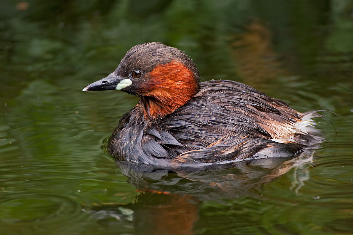 Little Grebe