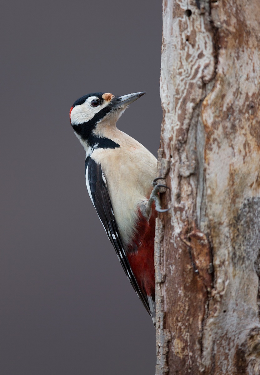 picchio rosso maggiore
