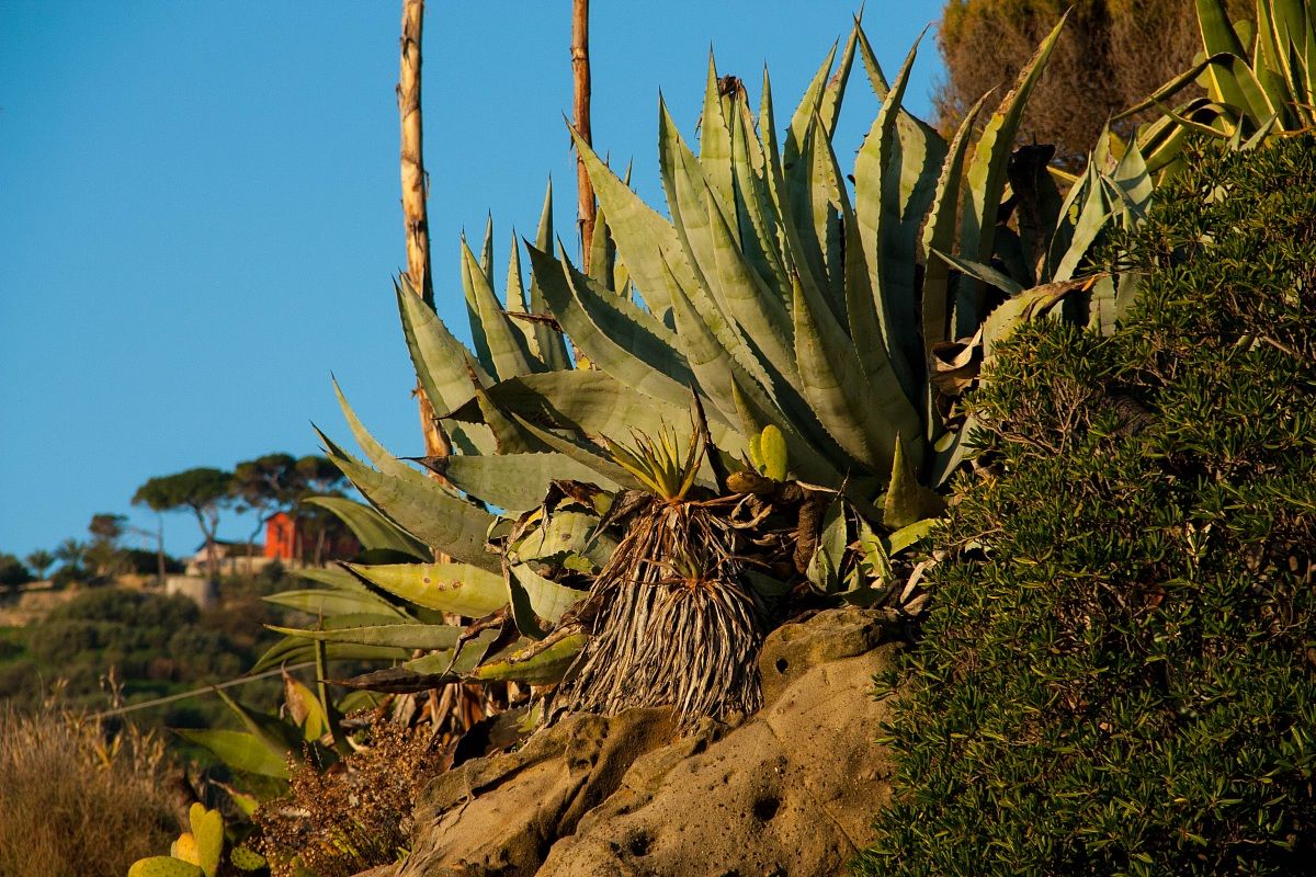 Agave