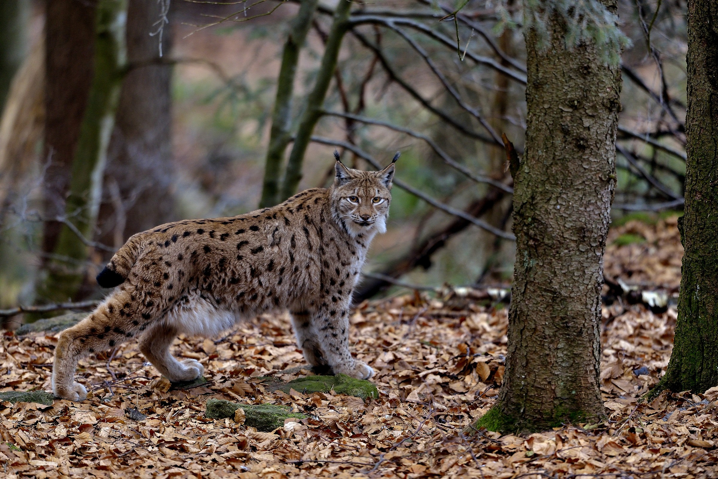 Bayerischen -Lince