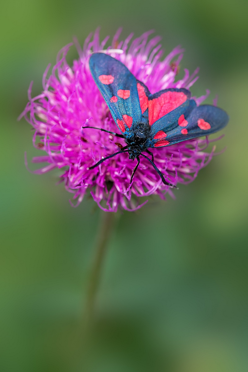 Zygaena filipendulae