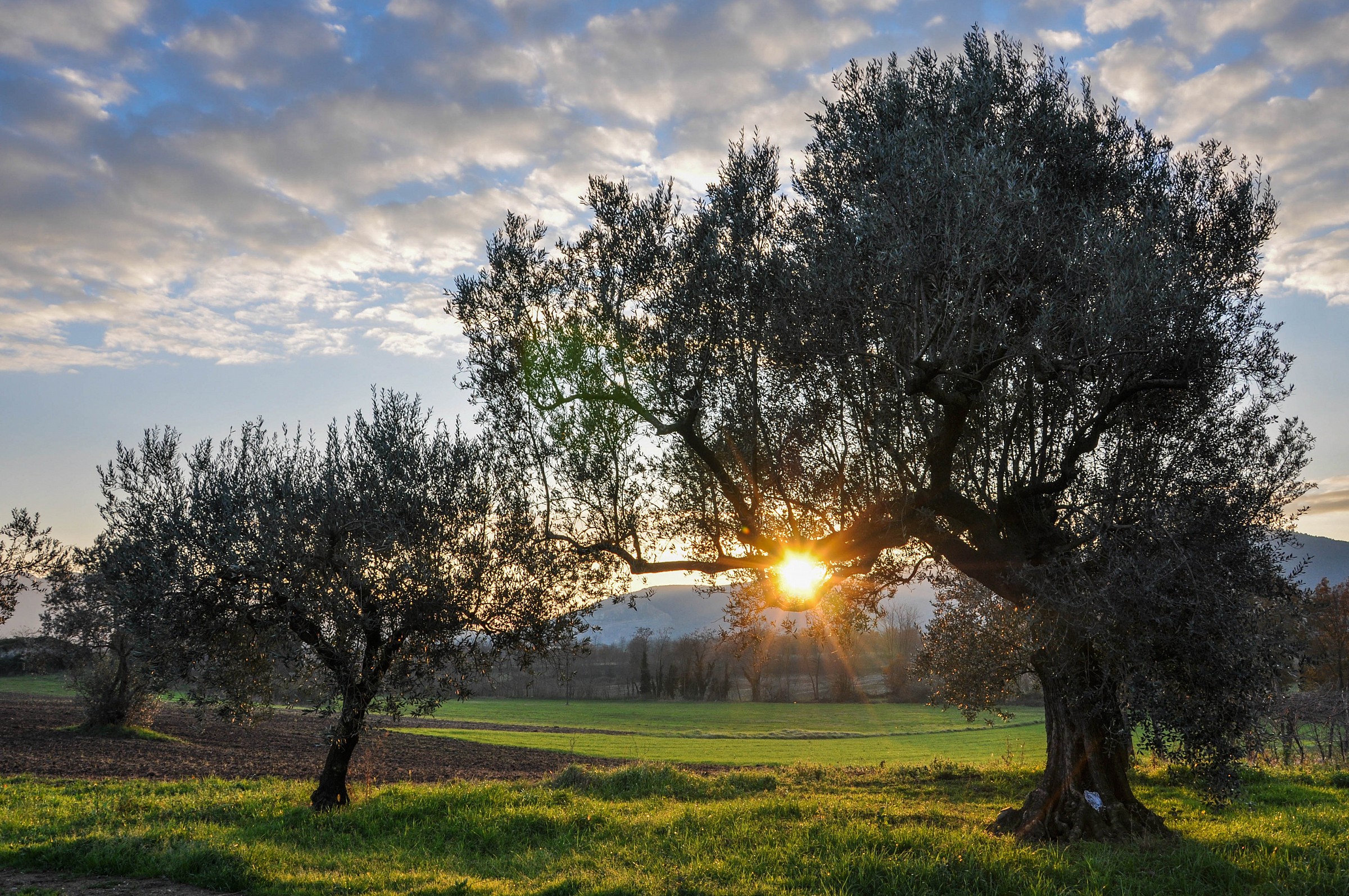 The friend of the olive trees
