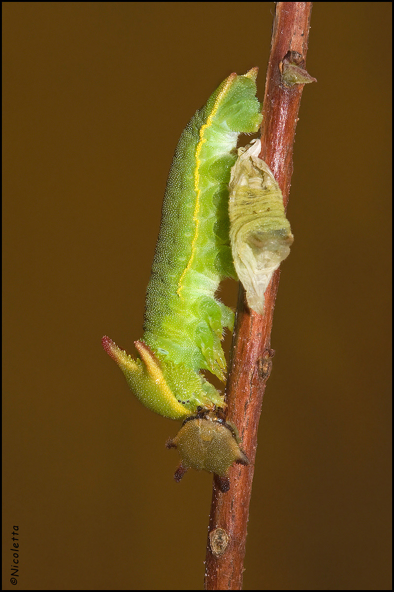 Muta di bruco di Charaxes