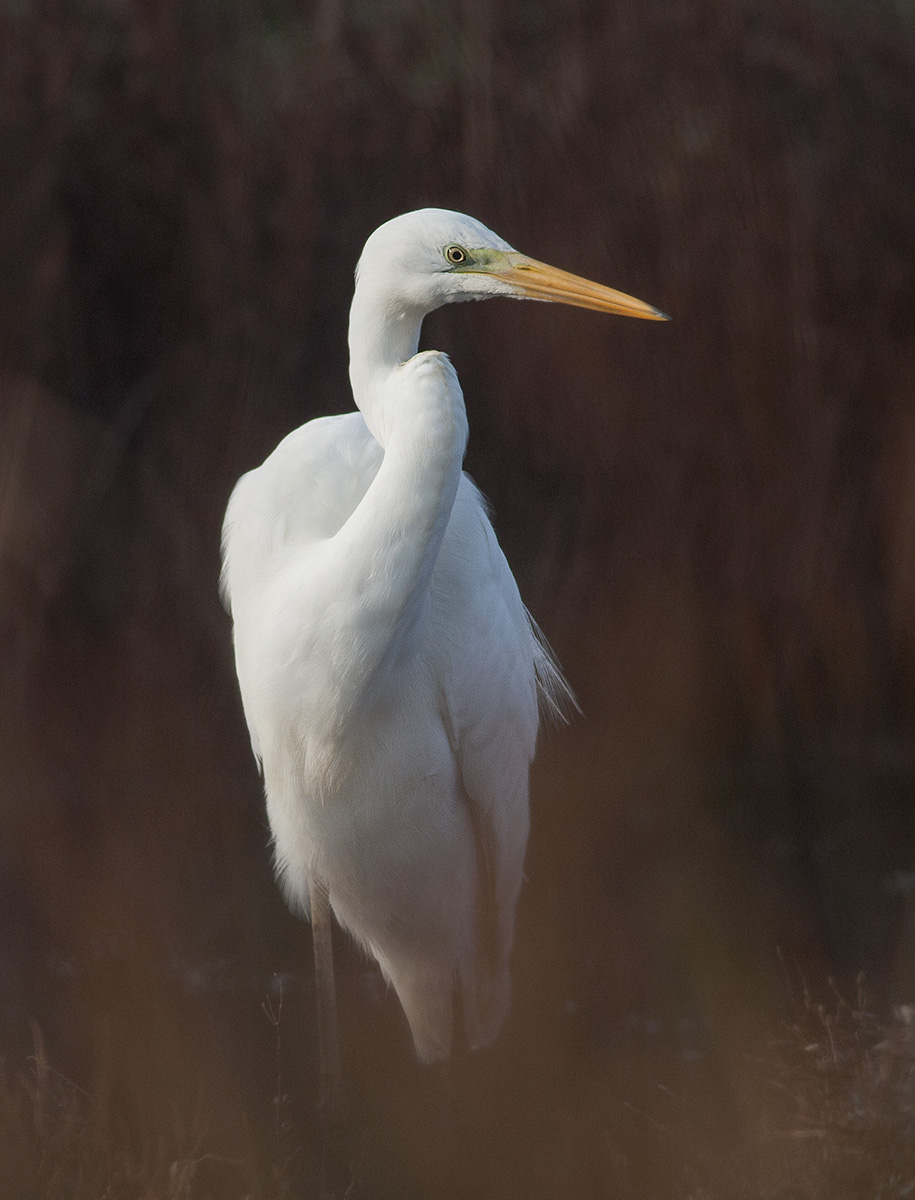 Airone bianco maggiore