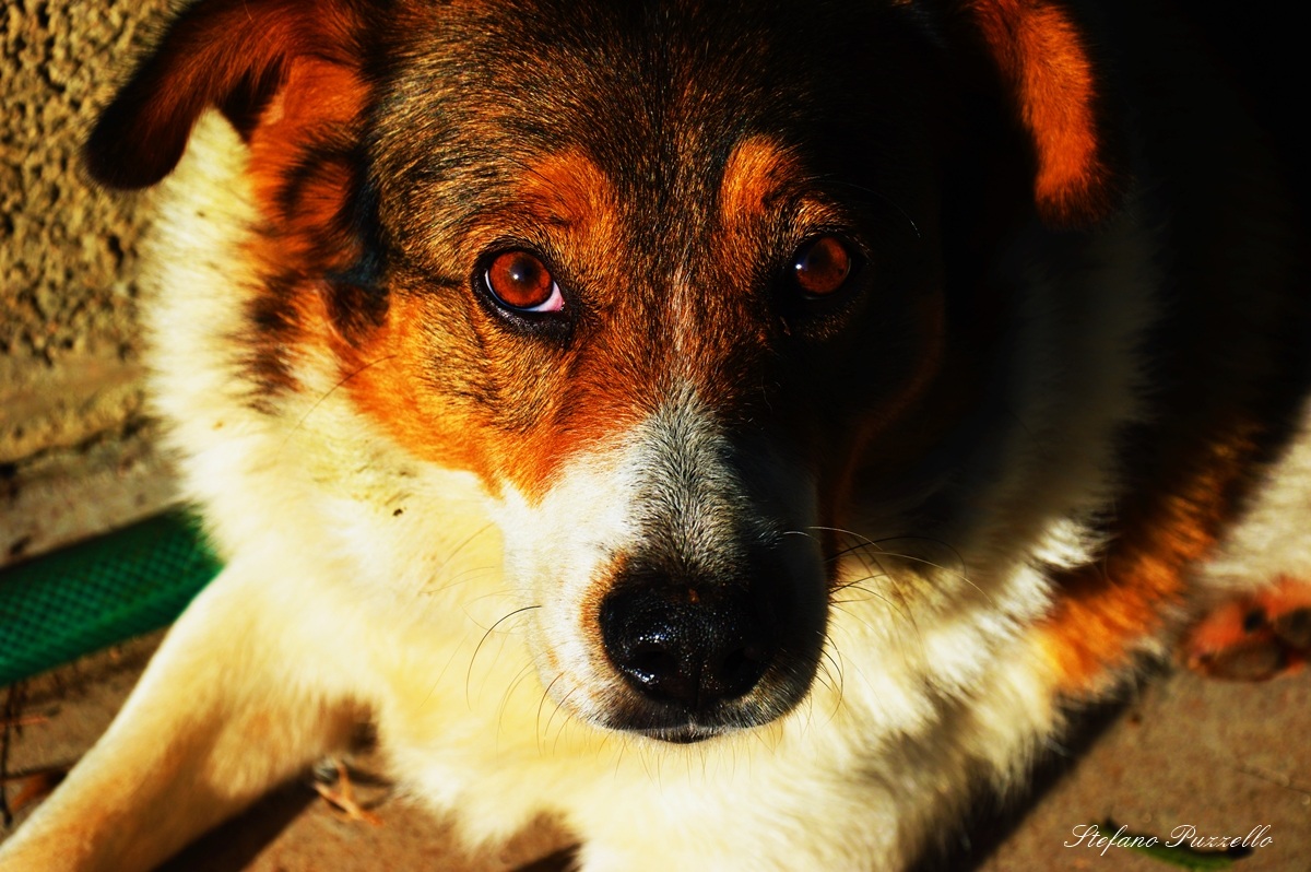 the look of a loyal friend