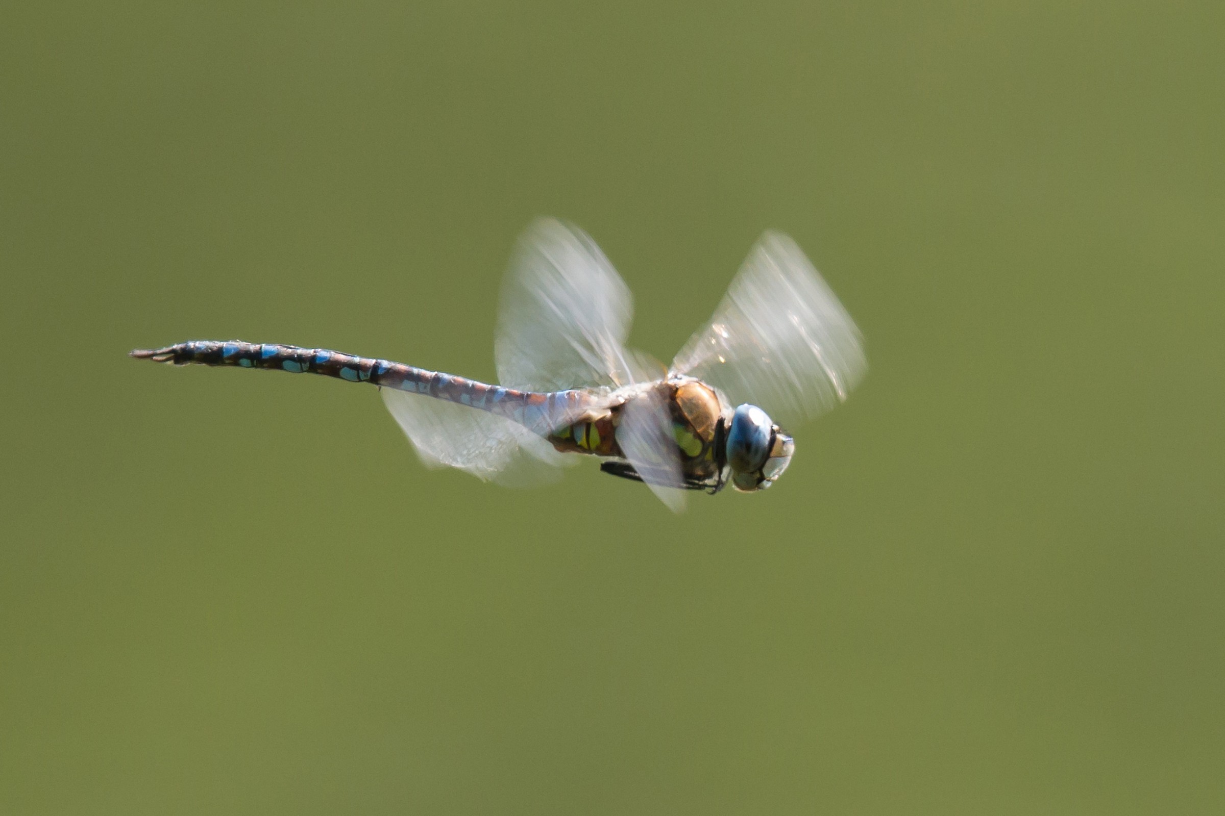Battito d'ali, Libellula