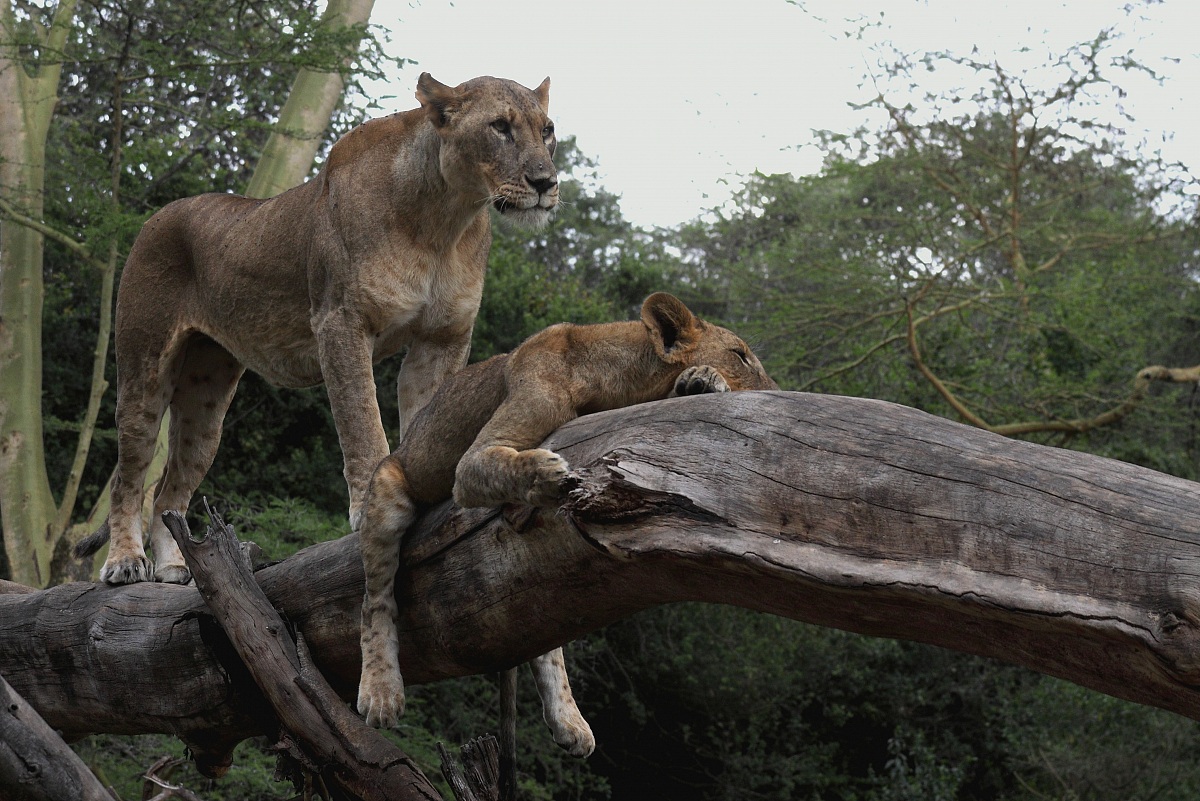 Fammi passare ... Please !!