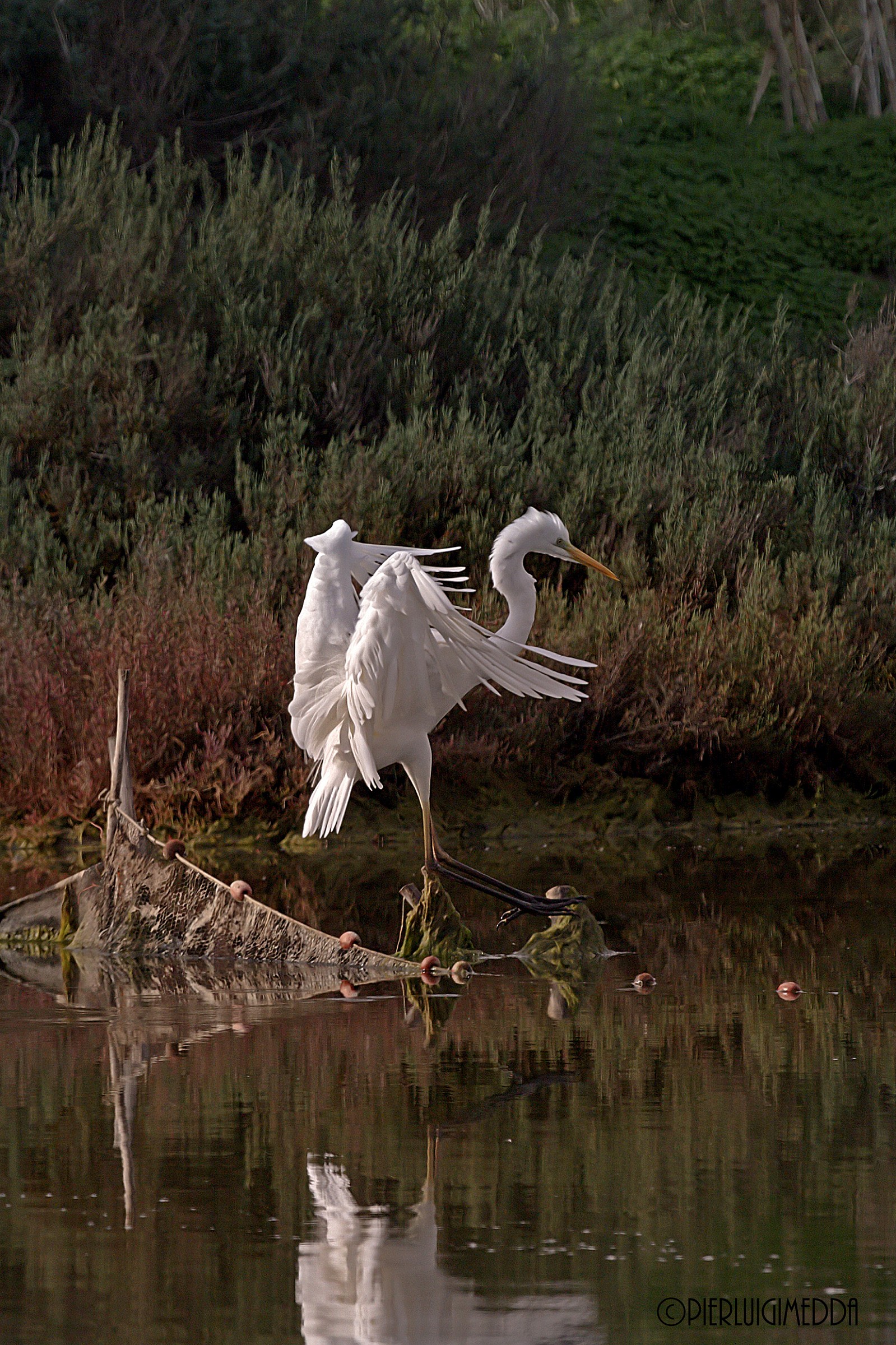 Airone Bianco maggiore