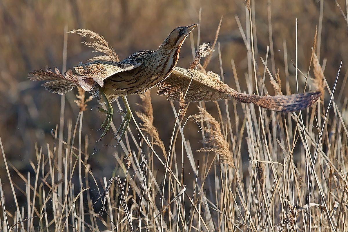 Decollo del tarabuso