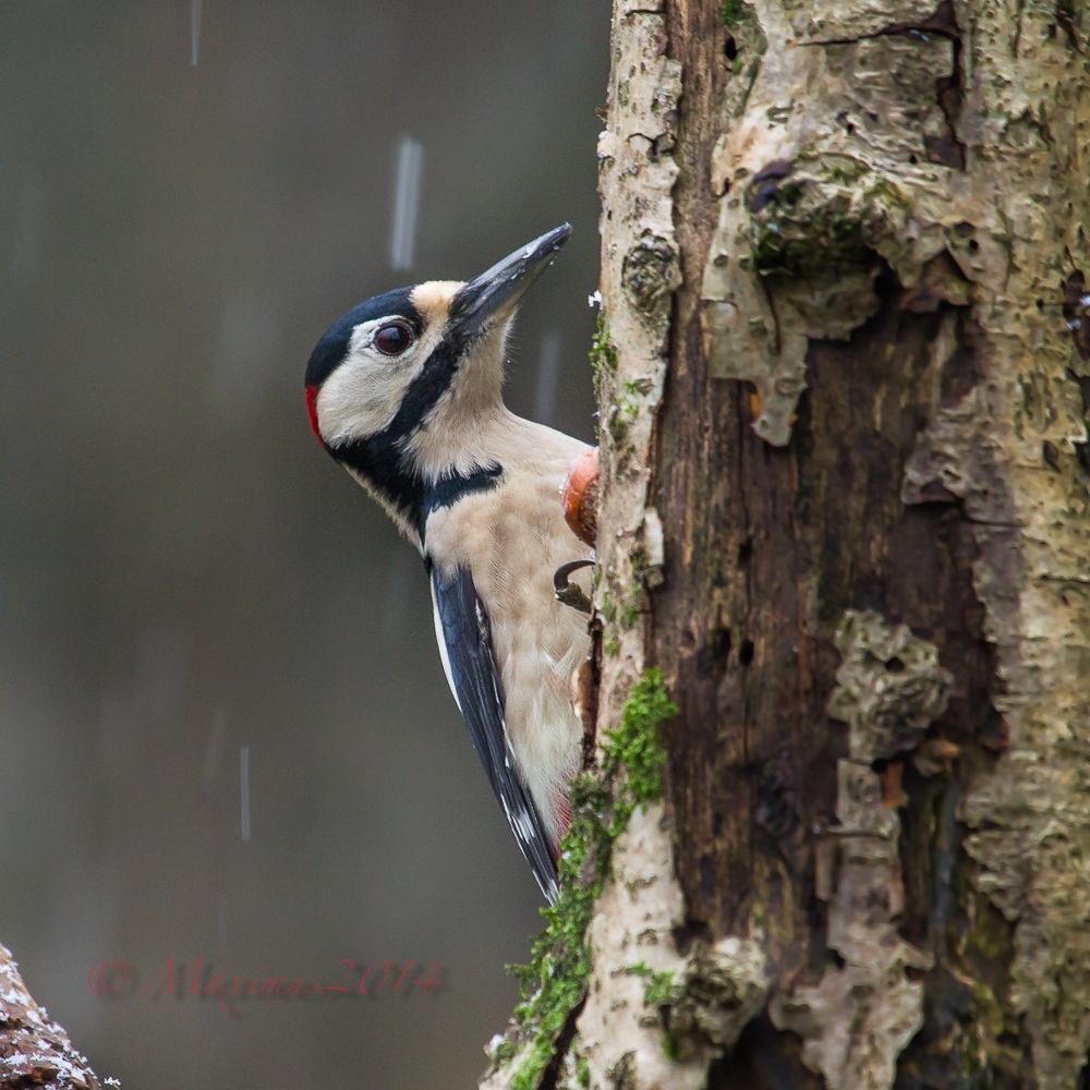 ... Teo ... under the snow ...