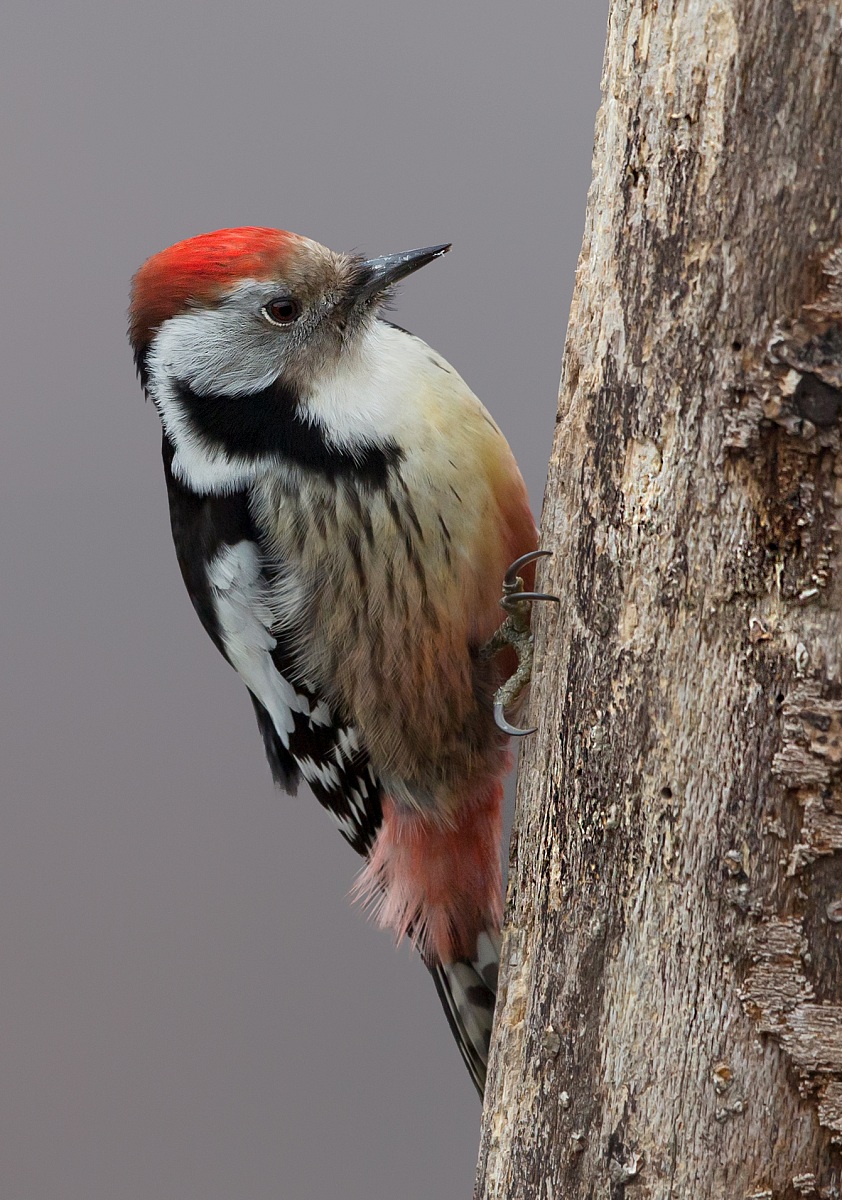 picchio rosso mezzano