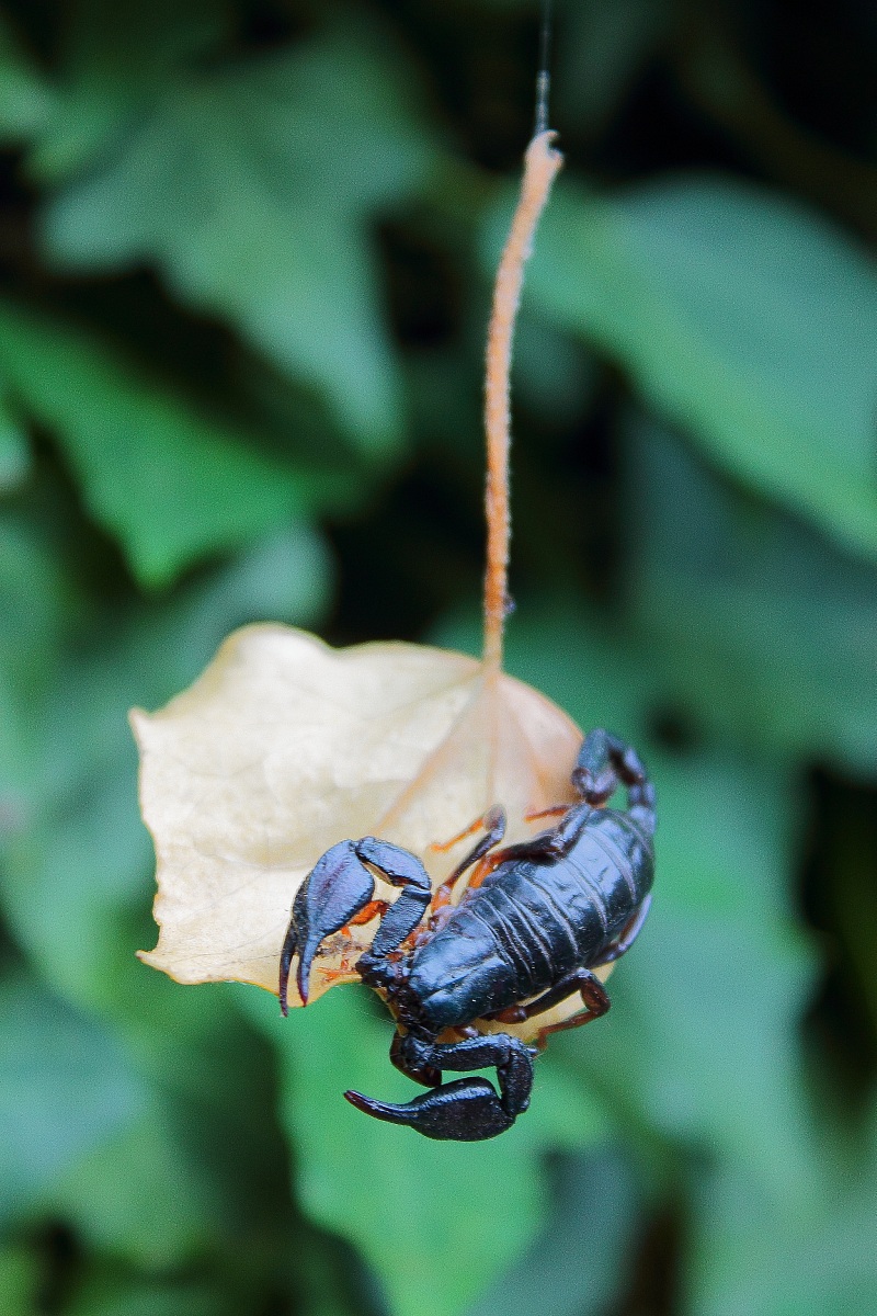 Scorpio on ivy leaf