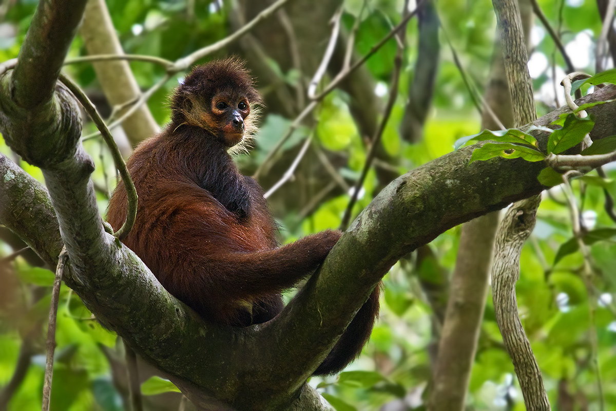Geoffroy's Spider Monkey