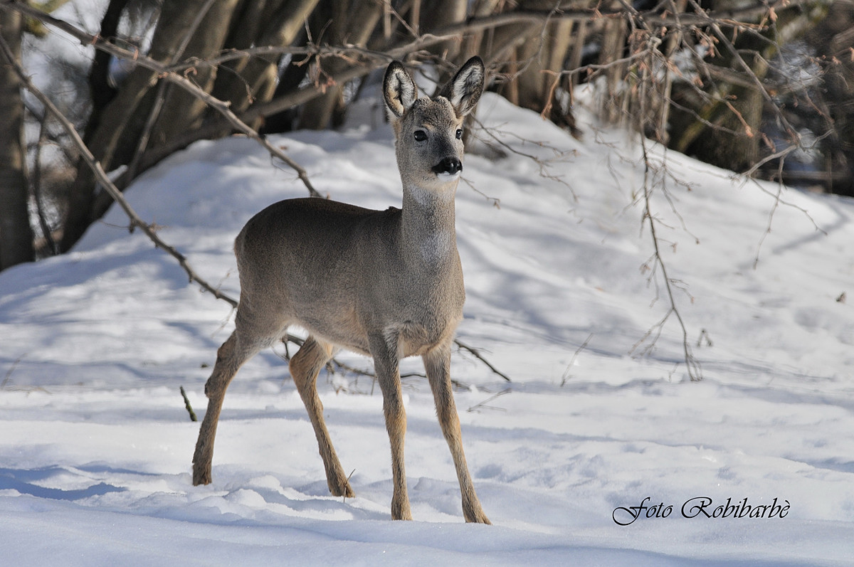 Capriolo .... maschio ...