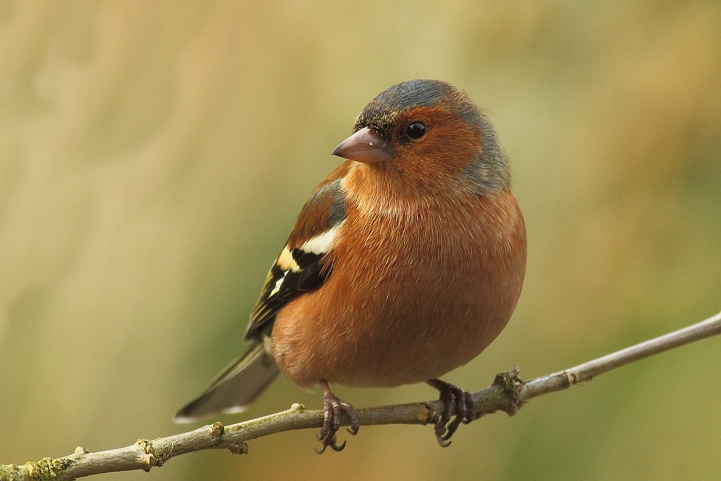 Chaffinch
