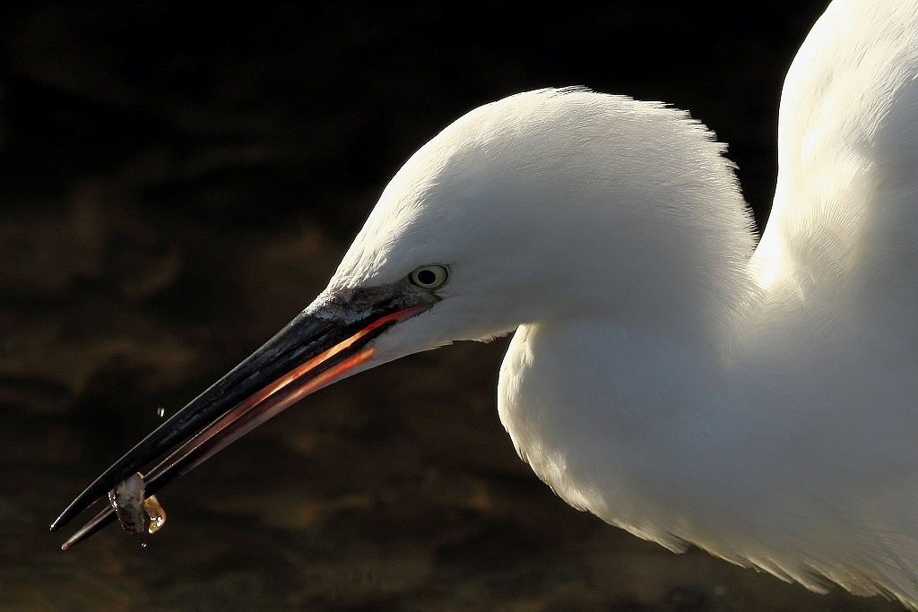 Little egret