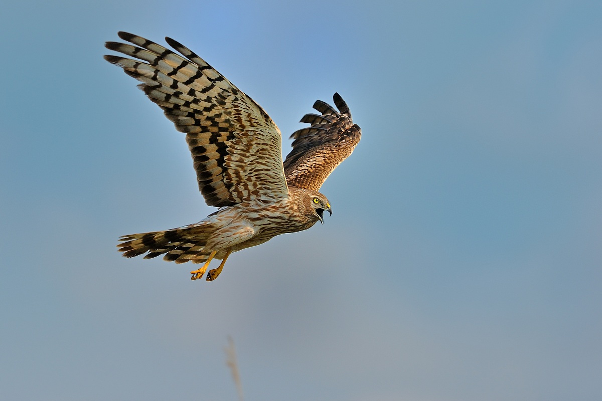 Montagu's Harrier