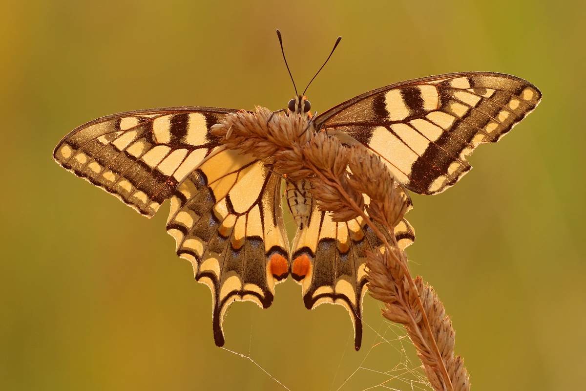 Papilio machaon