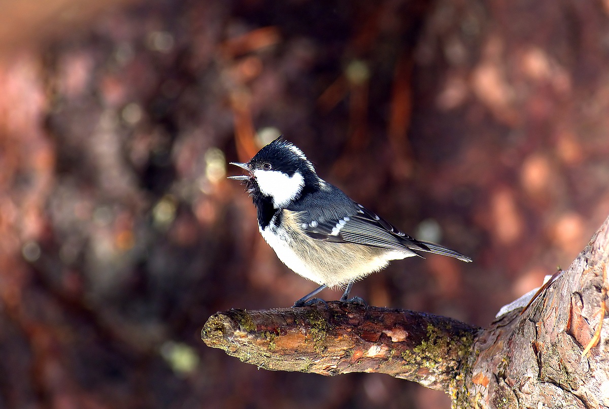 marsh tit