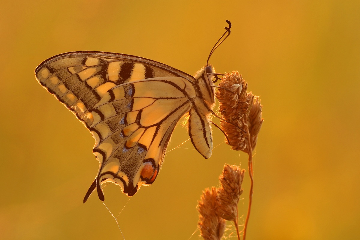 Papilio machaon