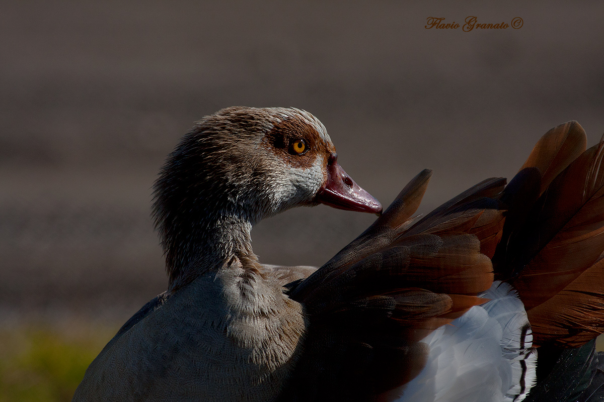 oca egiziana - no crop