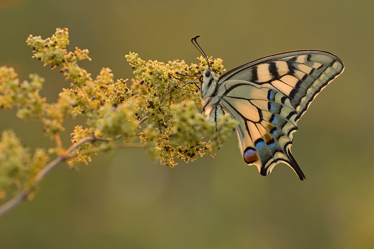 Papilio machaon