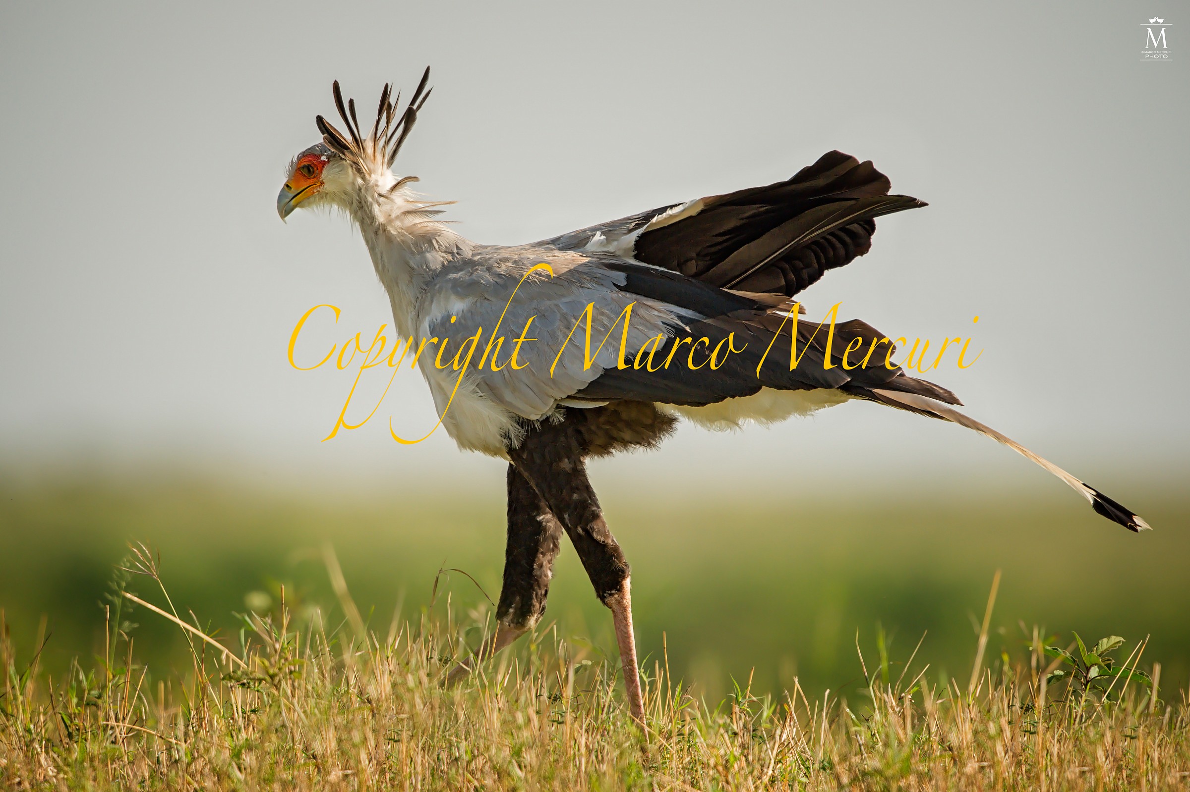 Serpentario in Caccia.