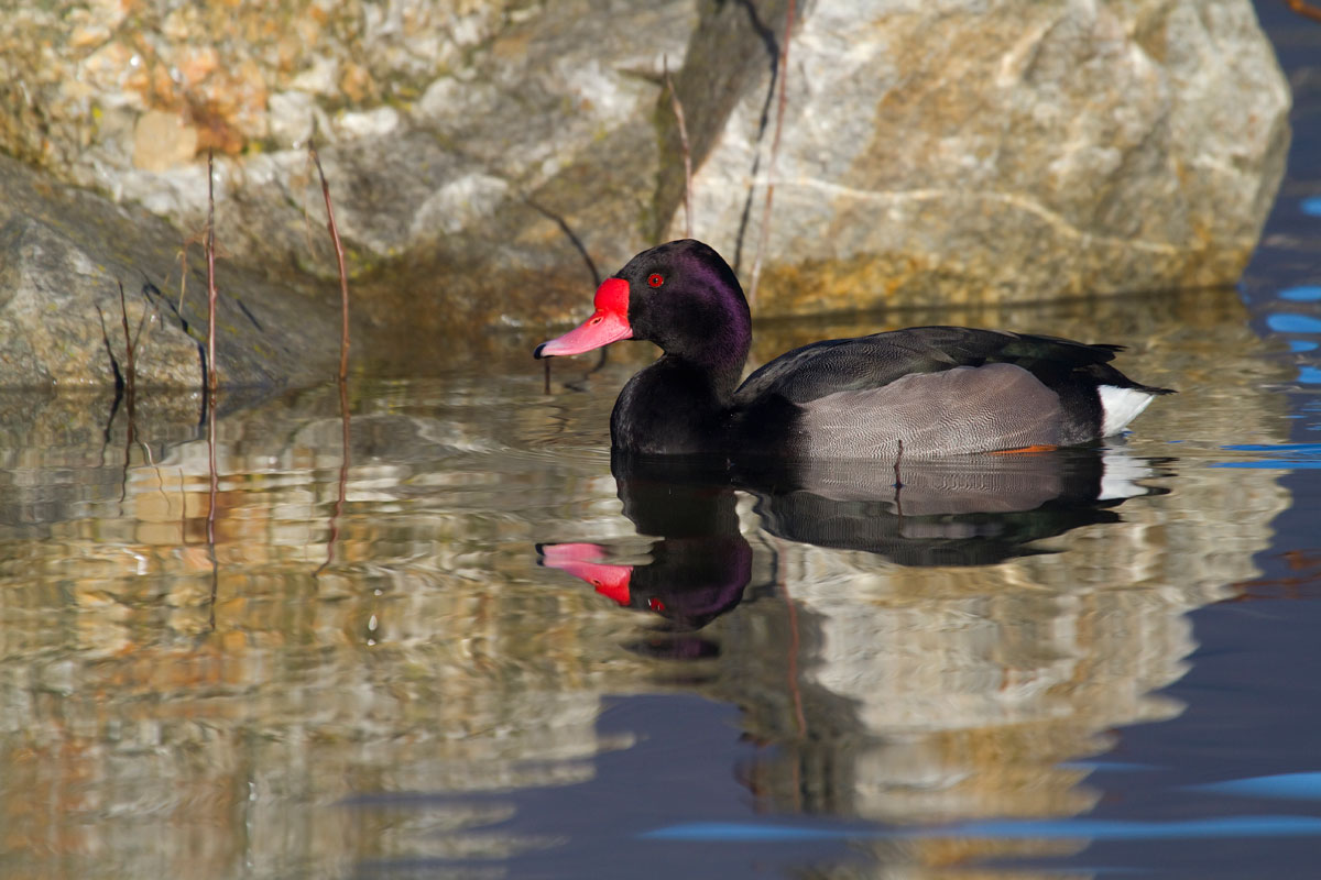 Pochard beccorosa