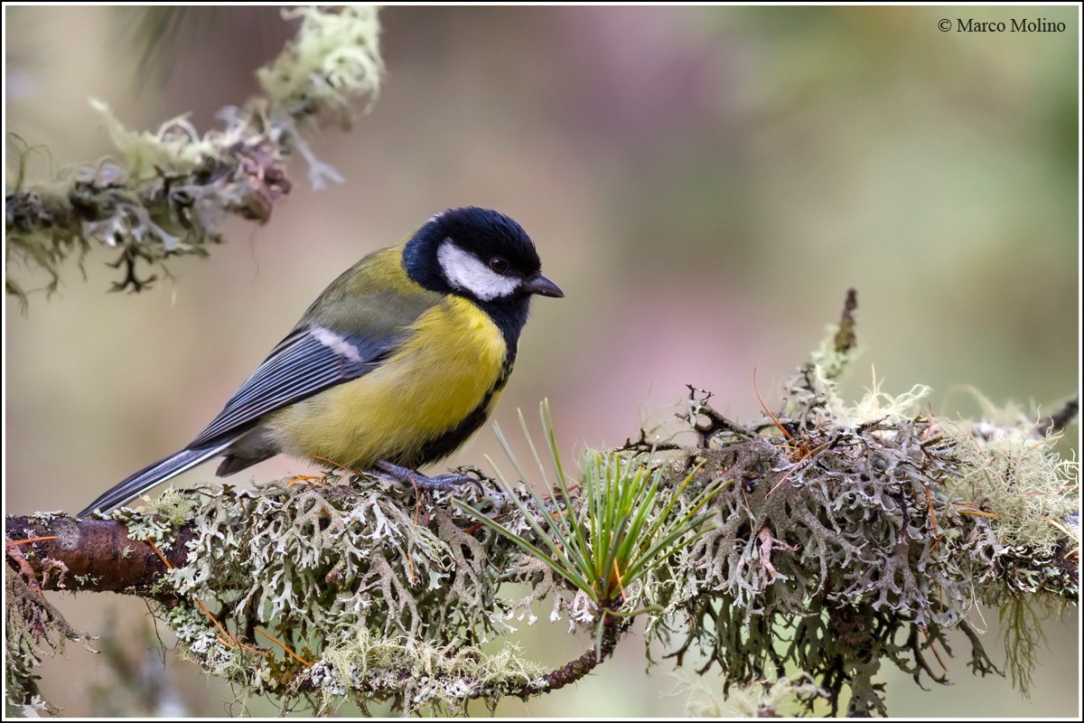 Parus major - Cinciallegra