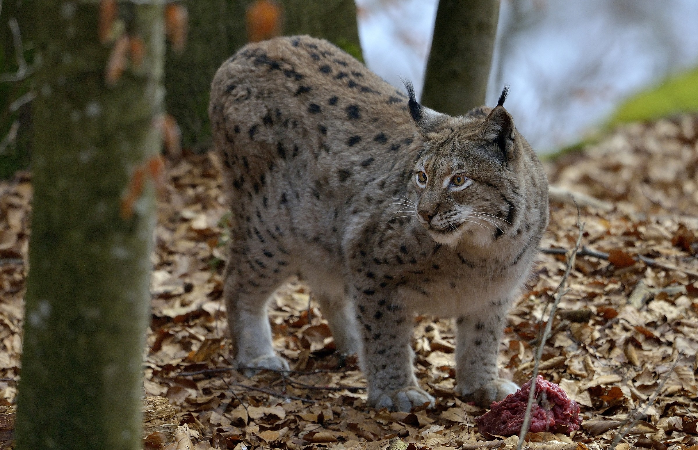 Bayerischen - Lince